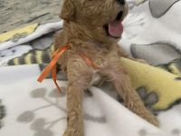 Toy Poodle Puppies for sale in West Palm Beach, FL, USA. price: NA