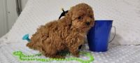 Toy Poodle Puppies for sale in Nashville, TN 37209, USA. price: NA