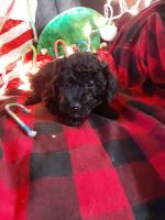 Toy Poodle Puppies for sale in Danbury, NC, USA. price: NA