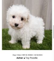 Toy Poodle Puppies for sale in Ashburn, VA, USA. price: NA