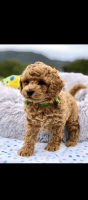 Toy Poodle Puppies for sale in Tampa Ave, Los Angeles, CA, USA. price: NA