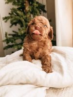 Toy Poodle Puppies for sale in Baltimore Dr, Dallas, TX, USA. price: NA