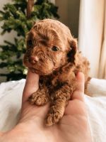 Toy Poodle Puppies for sale in Hillstone Cir, Franconia Township, PA 18964, USA. price: NA