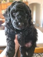 Toy Poodle Puppies for sale in Maryland Ave, Dallas, TX 75216, USA. price: NA