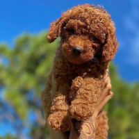 Toy Poodle Puppies for sale in California, MD, USA. price: NA