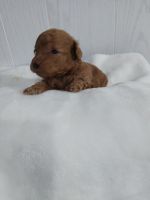 Toy Poodle Puppies for sale in Chuckey, TN 37641, USA. price: NA