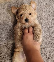 Toy Poodle Puppies for sale in Bakersfield, CA, USA. price: NA