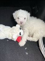 Toy Poodle Puppies for sale in Port Arthur, TX, USA. price: NA