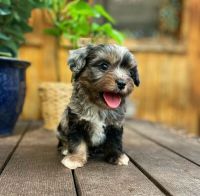 Toy Poodle Puppies for sale in Dallas Downtown Historic District, Dallas, TX, USA. price: NA