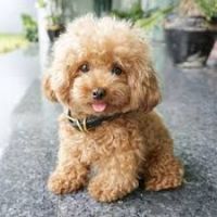 Toy Poodle Puppies for sale in George L. Allen, Sr. Courts Building, 600 Commerce St, Dallas, TX 75202, USA. price: NA