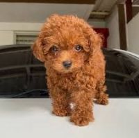 Toy Poodle Puppies for sale in Downtown Los Angeles, Los Angeles, CA, USA. price: NA