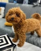 Toy Poodle Puppies for sale in New Orleans, LA, USA. price: NA