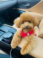 Toy Poodle Puppies for sale in Michigan City, IN, USA. price: NA