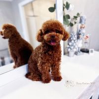 Toy Poodle Puppies for sale in Michigan Ave, Chicago, IL, USA. price: NA