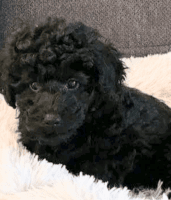 Toy Poodle Puppies for sale in Hudson, FL 34667, USA. price: NA