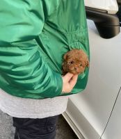 Toy Poodle Puppies for sale in Queens, NY, USA. price: NA