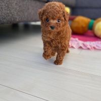 Toy Poodle Puppies for sale in Dallas-Fort Worth Metropolitan Area, TX, USA. price: NA