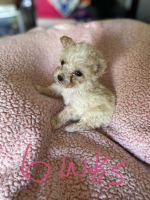 Toy Poodle Puppies for sale in Wichita, KS, USA. price: NA