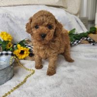Toy Poodle Puppies for sale in Michigan City, IN, USA. price: NA