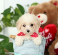 Toy Poodle Puppies for sale in Pennsylvania Ave, Fort Worth, TX 76104, USA. price: NA