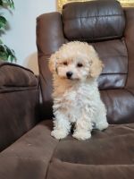 Toy Poodle Puppies for sale in Rock Hill, SC 29732, USA. price: NA