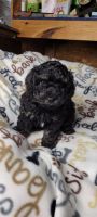 Toy Poodle Puppies for sale in 124 Madden Road, Purvis, MS 39475, USA. price: NA