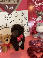 Toy Poodle Puppies for sale in Winter Haven, FL, USA. price: NA