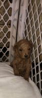 Toy Poodle Puppies for sale in Farmington, AR 72730, USA. price: NA