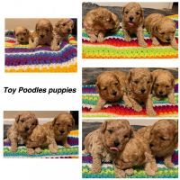 Toy Poodle Puppies for sale in Hollywood, MD, USA. price: NA