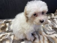 Toy Poodle Puppies for sale in Kansas City, MO, USA. price: NA