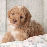 Toy Poodle Puppies for sale in Illinois City, IL 61259, USA. price: NA