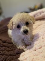 Toy Poodle Puppies for sale in Wichita, KS, USA. price: NA
