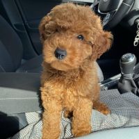Toy Poodle Puppies for sale in Lancaster, TX, USA. price: NA