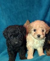 Toy Poodle Puppies for sale in Hurricane, WV, USA. price: NA