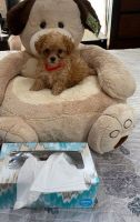 Toy Poodle Puppies for sale in Atlanta, GA 30327, USA. price: NA