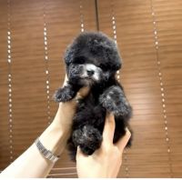 Toy Poodle Puppies for sale in Orange, CA 92864, USA. price: NA