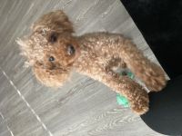 Toy Poodle Puppies for sale in Los Angeles, CA, USA. price: NA