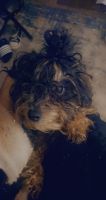 Toy Poodle Puppies for sale in Mauldin, SC, USA. price: NA