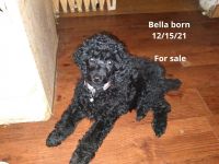 Toy Poodle Puppies for sale in Antioch, IL 60002, USA. price: NA