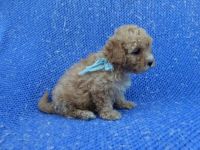 Toy Poodle Puppies for sale in Hacienda Heights, CA, USA. price: NA