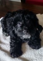 Toy Poodle Puppies for sale in Eagle Point, OR 97524, USA. price: NA