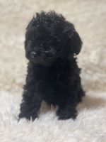 Toy Poodle Puppies for sale in Boyertown, PA 19512, USA. price: NA