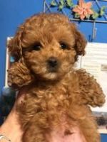 Toy Poodle Puppies for sale in New Paris, OH 45347, USA. price: NA