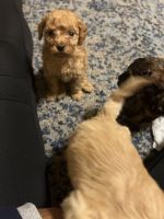 Toy Poodle Puppies for sale in Harrisburg, PA, USA. price: NA