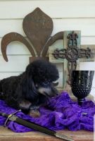 Toy Poodle Puppies for sale in McEwen, TN 37101, USA. price: NA