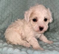 Toy Poodle Puppies for sale in Sterling, OK, USA. price: NA