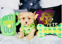 Toy Poodle Puppies for sale in Chicago, IL, USA. price: NA