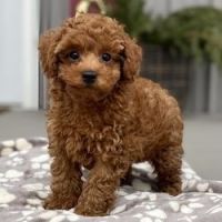 Toy Poodle Puppies for sale in Ohio Expo Center & State Fair, 717 E 17th Ave, Columbus, OH 43211, USA. price: NA