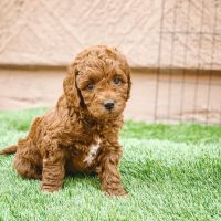 Toy Poodle Puppies for sale in Jefferson Blvd, Dallas, TX, USA. price: NA