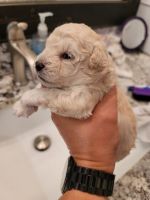Toy Poodle Puppies for sale in Cape Coral, FL, USA. price: NA